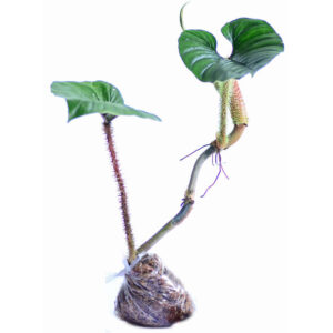 TROPICAL.psd_0000_Philodendron_serpens1_ml