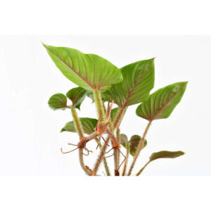 TROPICAL.psd_0003_Philodendron_serpens_back_ml