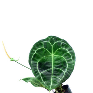 Tropical_vins _0000_Anthurium_forgetii_white_striped._ml