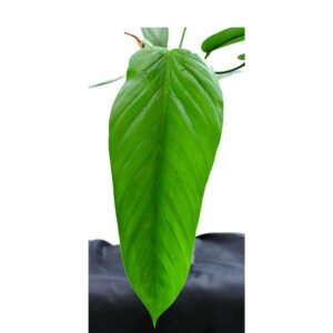 Tropical_vins _0001_Philodendron_asplundii_leaf_ml