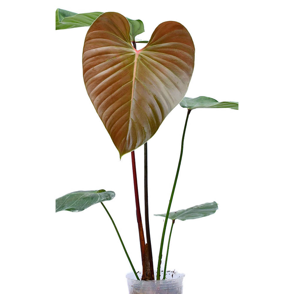 Philodendron lynamii　フィロデンドロン　ライナミー　リナミー Philodendron lynamii フィロデンドロン ライナミー リナミー