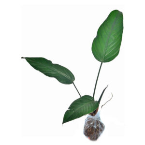 Tropical_vins _0002_Philodendron_asplundii_empacado_ml