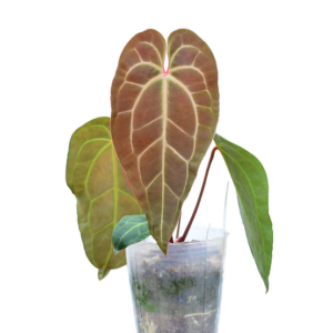 An._besseae_aff_x_magnificum_ml inverse
