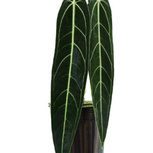 Anthurium_warocqueanumweb1