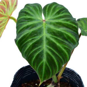 Philodendron_fibrosum_x_verrucosum_leaf_ml