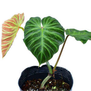 Philodendron_fibrosum_x_verrucosum_plant_ml
