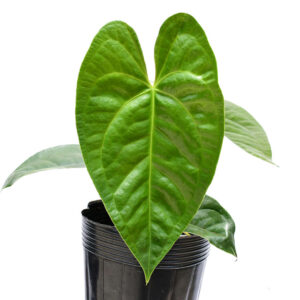 Anth._Amazon_Luxury_leaf_ml