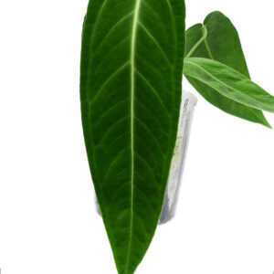 Anthu._Green_savannah_ml