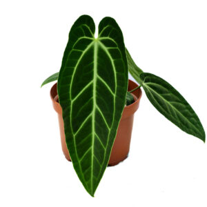 Anthurium_Ecuagenera_Princess_leaf_ml