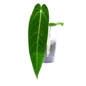 Anthurium_Green_Savannah_ml