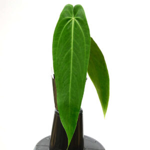 Anthurium_warocqueanum_Esmeralda_ml