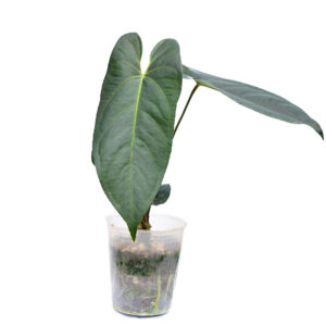 Anth._JL_Caamano_Taste_plant