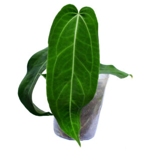 Anth._Wild_Arrow_plant