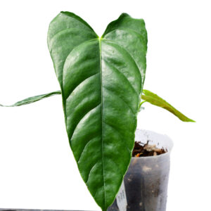 Anth._angusticalon_plant