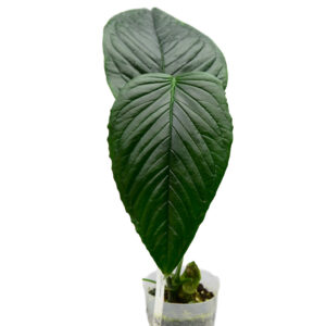 Anth._cuspidatum_ecuagenera