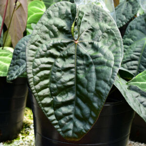 Anth._forgetii_x_luxurians_mother_ml