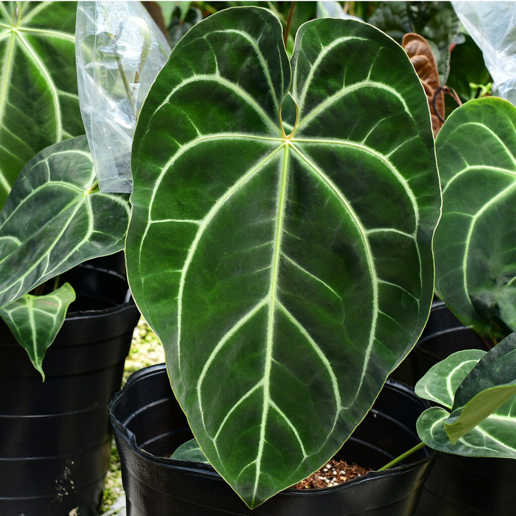 Anthurium Magnificent Girl - Tropical Vines