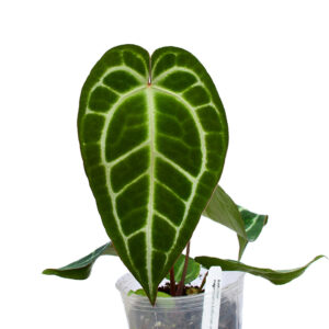 Anth._magnificum_x_crystallinum_plant
