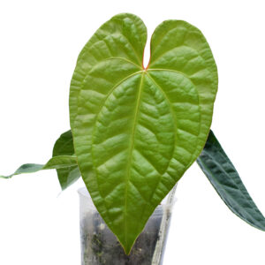 Anth._magnificum_x_luxurians