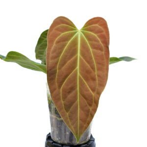 Anth._magnificum_x_moronense_x_besseae_aff_new_leaf