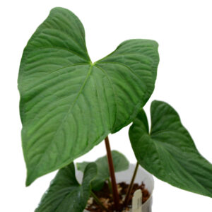 Anth._sagittatum_plant