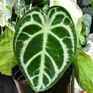 Anthurium_Magnificent_Silver2