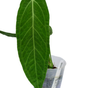Anthurium_Zamora_Queen