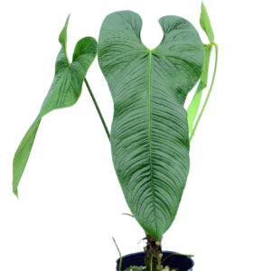 Anthurium_argyrostachyum_villosum3