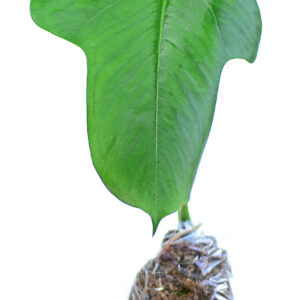 Anthurium_bomboisence_empacado