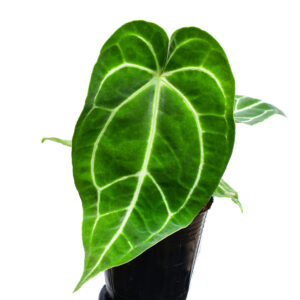 Anthurium_crystallinum_x_anthurium_magnificum_plant