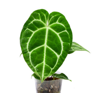 Anthurium_crystallinum_x_regale_plant