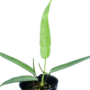 Anthurium_debilipeltatum_plant