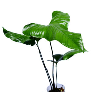 Anthurium_draconopterum_sur_plant