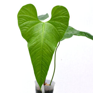 Anthurium_effusilobum_plant