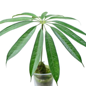 Anthurium_eminensplant