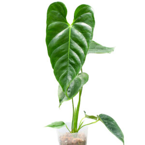 Anthurium_esmeraldense_plant