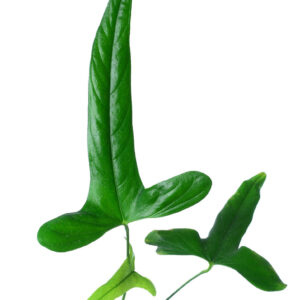Anthurium_falcatum_Ecuagenera.