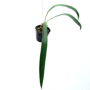 Anthurium_friedrichsthalii_plant