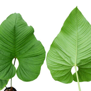 Anthurium_insigne_Ecuagenera_web