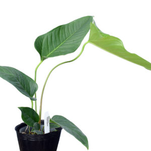 Anthurium_insigne_Gigante_web