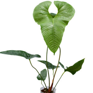 Anthurium_insigne_cf_plant