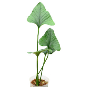 Anthurium_lancea_PLANT