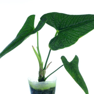 Anthurium_lappoanum