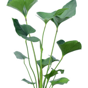 Anthurium_lentii_web