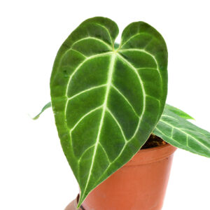 Anthurium_magnificum_x_besseae_aff