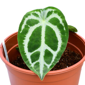 Anthurium_magnificum_x_forgetii_leaf