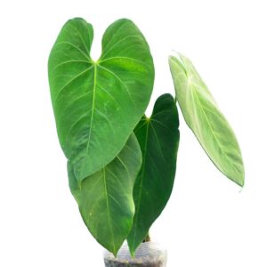 Anthurium_marmoratum_2