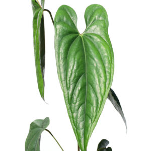 Anthurium_nigrolaminum_web.