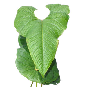 Anthurium_obpyriforme_ivanportillae_Ecuagenera