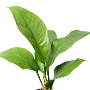 Anthurium_oxycarpum5